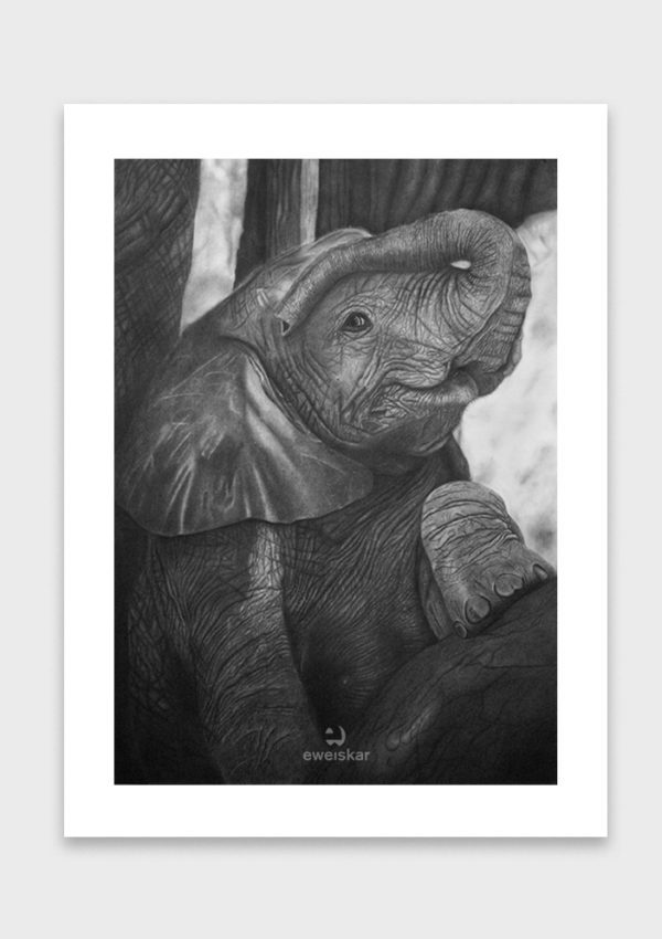 Elefant Weissrand neu Design & Illustration